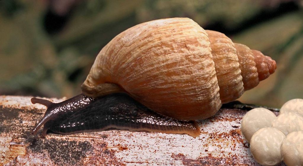 A snail on a rock

Description automatically generated with low confidence